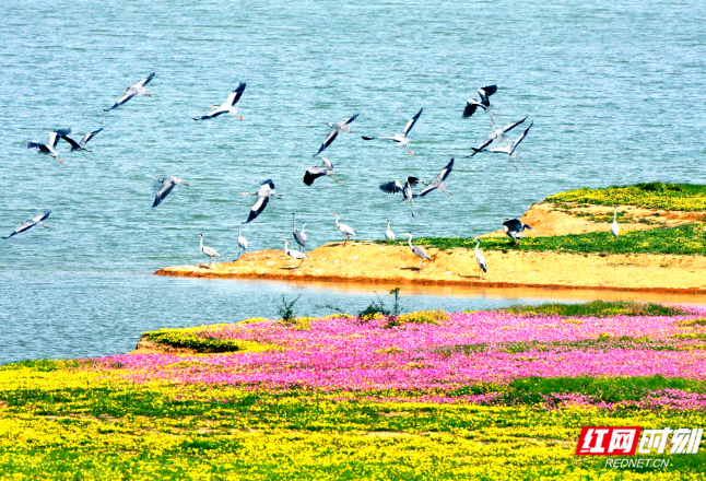 2月2日国际湿地日：湖南新增2处国际重要湿地