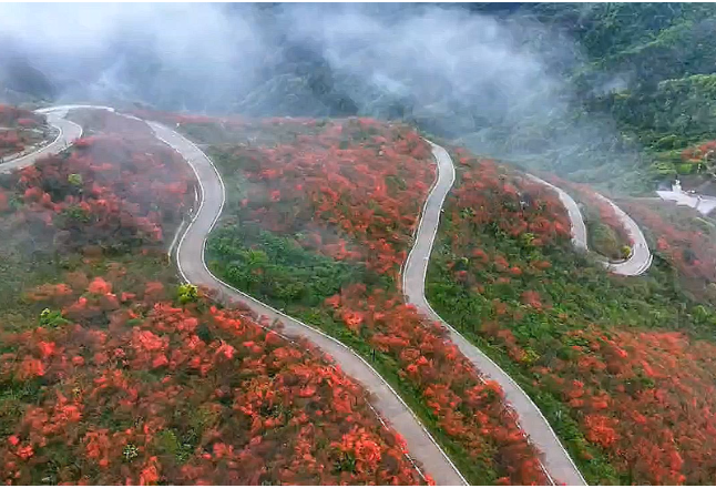 视频丨春雨润泽，杜鹃花海更娇艳