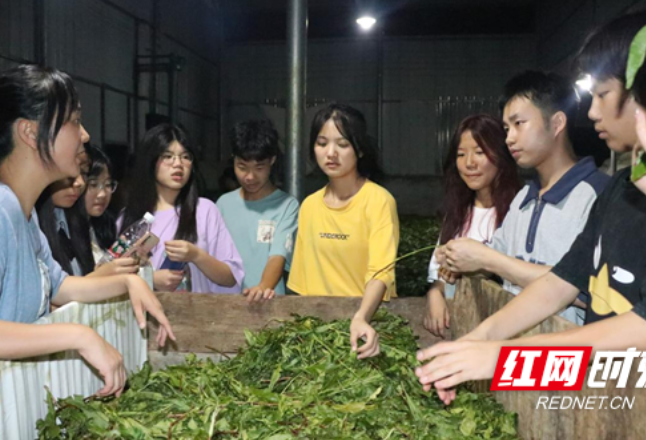 湖南财政经济学院服务队联手安化制茶人 教学生采茶制茶