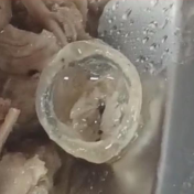时刻夜谈丨今年鸭子的压力太大了