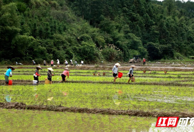 组图丨瑶山深处有白鹭——湖南瑶珍粮油基地掠影