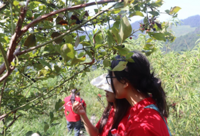 湖南工商大学学子古丈三下乡：探寻产业基地，助力乡村振兴