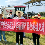 体系服务见成效 长沙县再生稻生产步步高