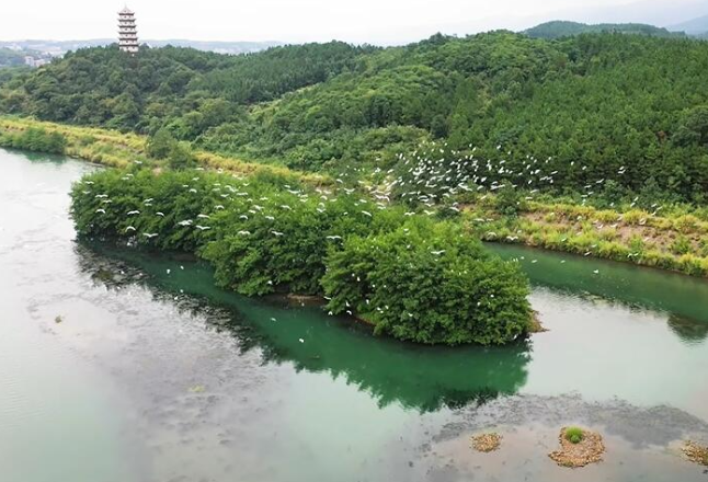 视频丨秋水粼粼 白鹭翩跹