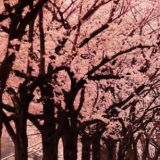 中国新闻奖研讨活动在重庆举行