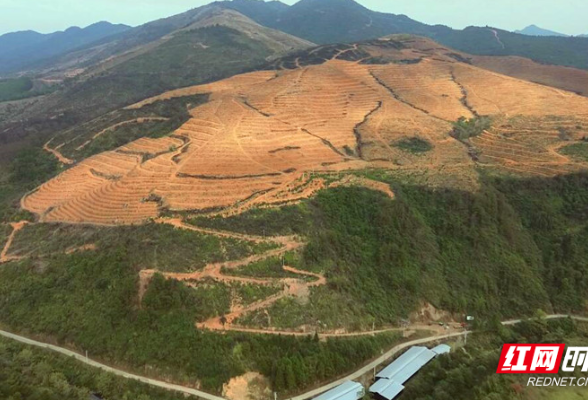 组图丨为寒冬的荒山增添一抹绿意