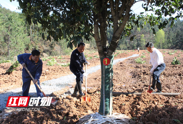 湖南省总工会组织劳模植树种绿共建“劳模林”