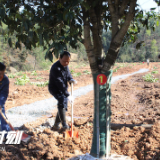 湖南省总工会组织劳模植树种绿共建“劳模林”