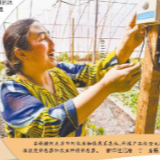 戈壁滩生长绿色奇迹