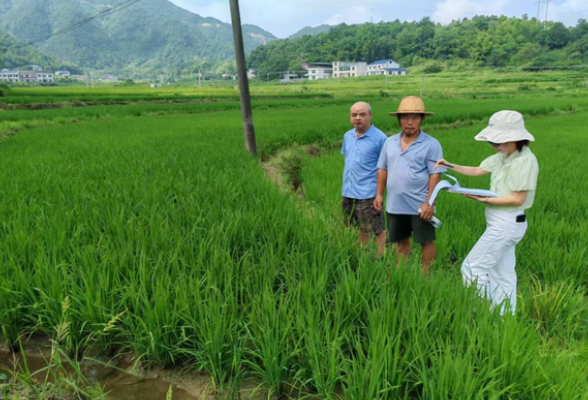 抓实水稻病虫害防治工作 护航粮食安全