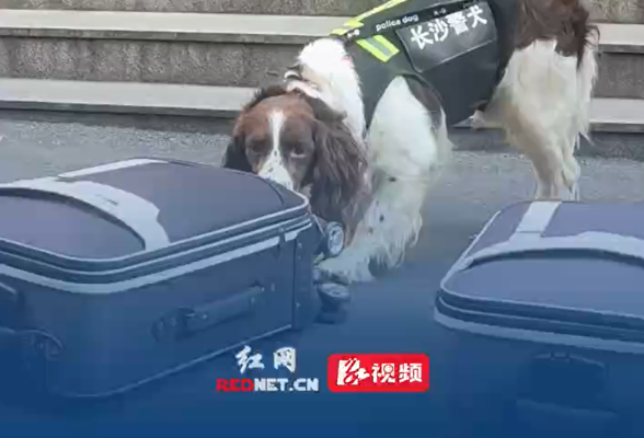 视频 | 长沙警营开放日 警犬精准嗅探“异物”