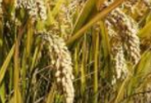 早中晚稻种什么品种好？2025年湖南推荐种植品种发布