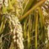 早中晚稻种什么品种好？2025年湖南推荐种植品种发布