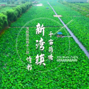 写给沅江的情书丨这个夏天，总要去新湾镇看一次荷花吧