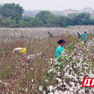 耒阳：棉花采收正当时，“技”护丰收促振兴