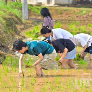 南华大学：劳动教育铸魂，插秧实践育人