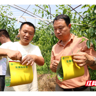 衡山：送技于园 做好瓜果实蝇绿色防控示范工作
