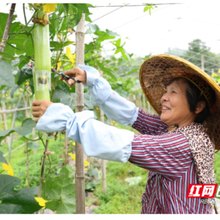 衡山：平均亩产上万斤 白玉丝瓜迎丰收