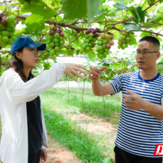 蒸湘区：科技特派员一线“把脉”赋能乡村振兴 
