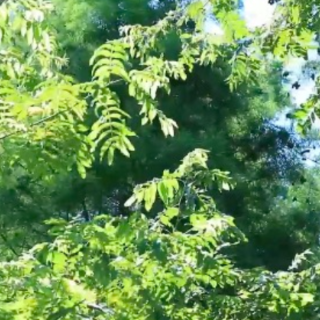 视频｜衡阳蒸湘区：万物皆向阳