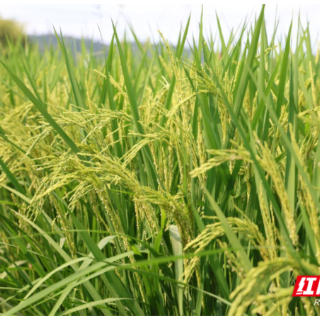 衡山：开展秋粮“一喷多促” 助力丰产增收