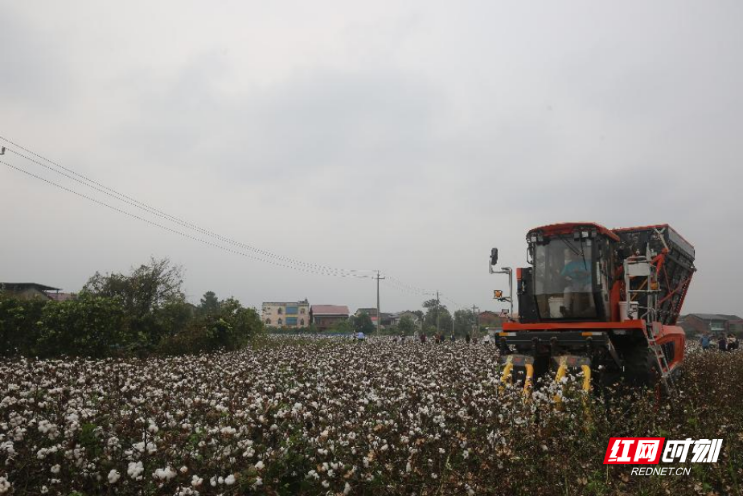 2025年衡阳盆地棉区棉花机收现场观摩和机采棉关键栽培技术交流会‌在衡阳县召开