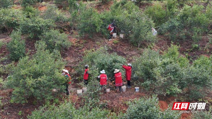 衡山：霜降至 油茶采收正当时