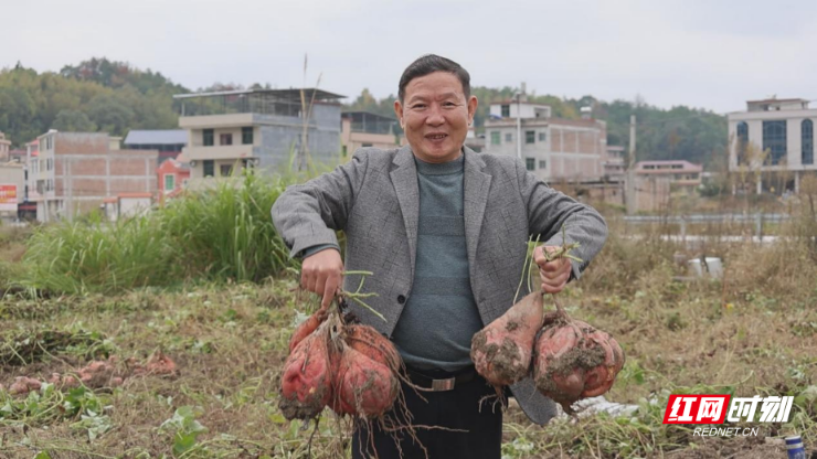 衡阳县：红薯丰收“甜蜜蜜” 特色产业添活力