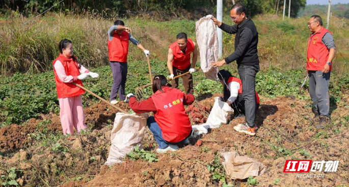 红马甲助农抢收忙 祁东帮帮团情暖红薯地