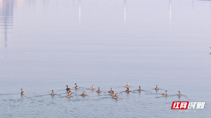 衡山：小䴙䴘“组团”游湘江 造访衡山渡