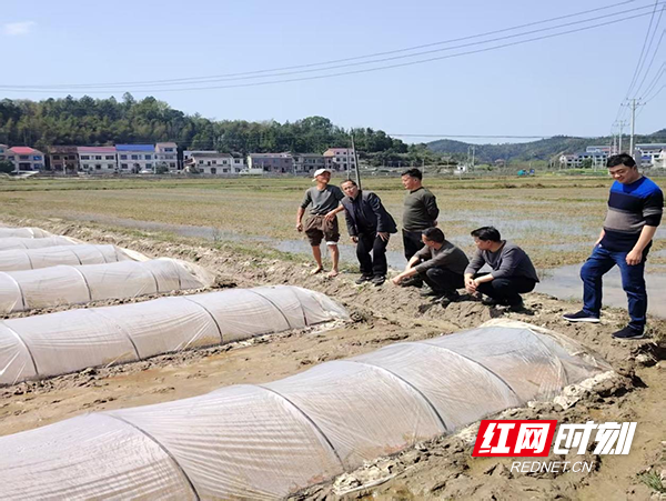 衡山县：不负春光起好步  春耕生产正当时