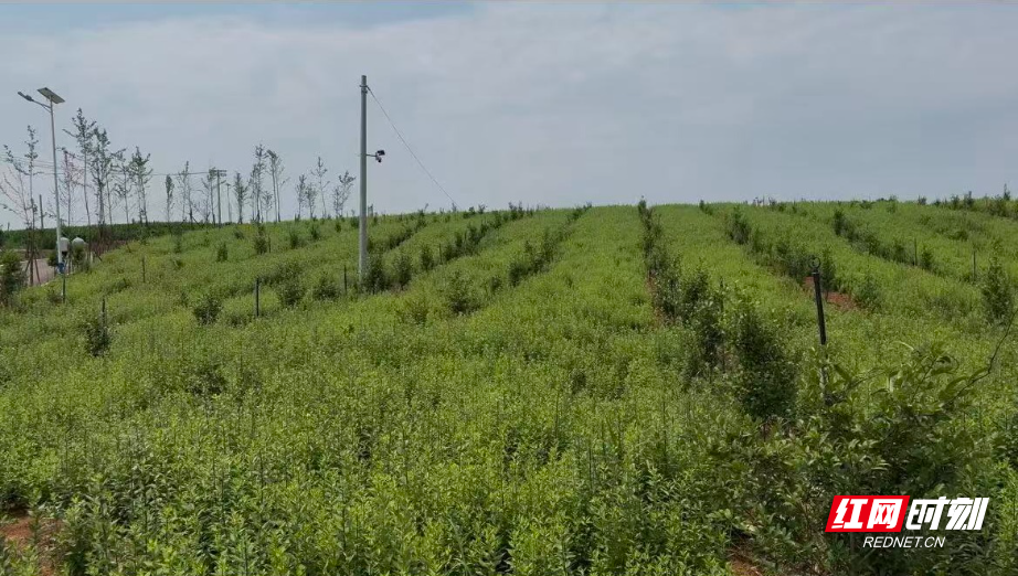 衡南县：油茶林间种中草药，开启致富金“药”匙