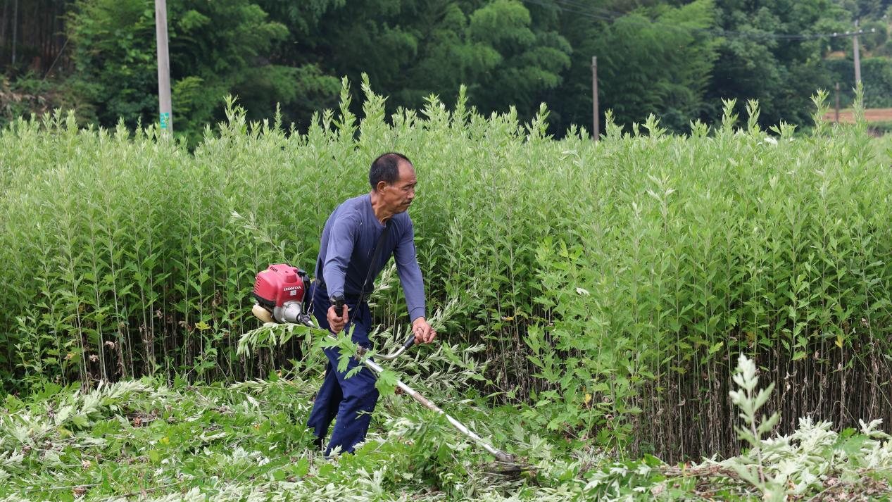 衡山：艾草迎丰收 助力村集体增收