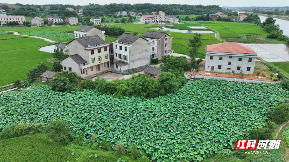 衡阳县：荷花绽放 美了乡村 富了口袋