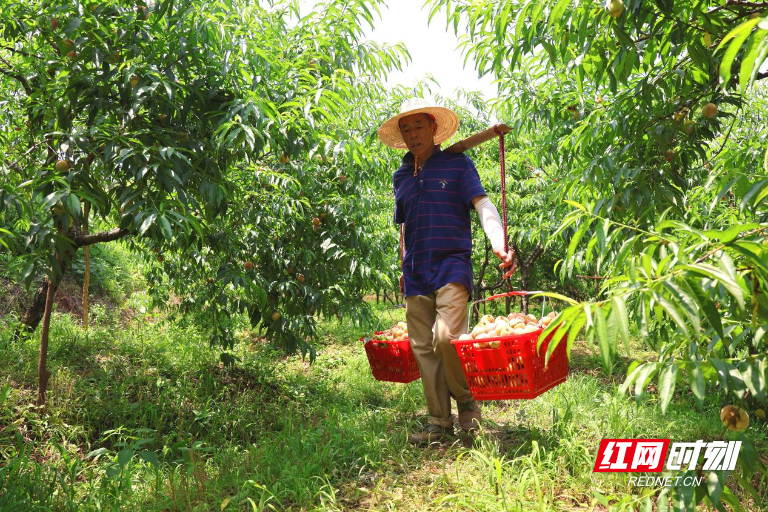 衡山：红脆桃上市 电商助力拓销路