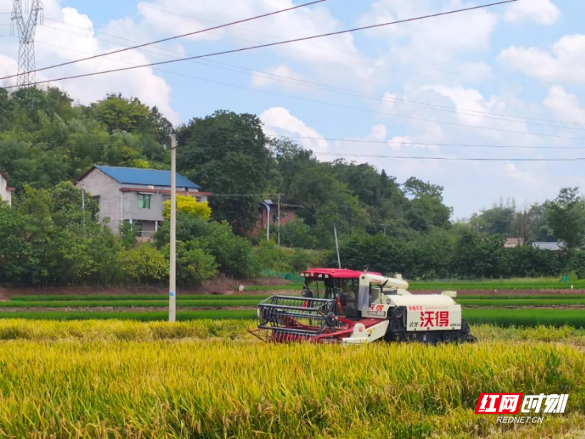 雁峰区岳屏镇山林村：稻谷收割正当时，农忙绘就振兴景