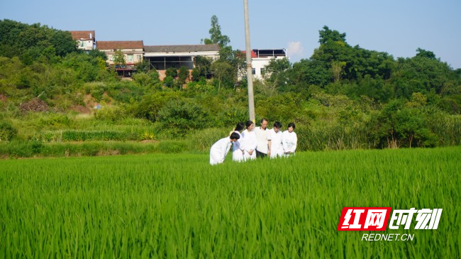 科技兴农绘乡景，青春作伴踏田垄——湖南工学院 实践团深入田间开展生态调研