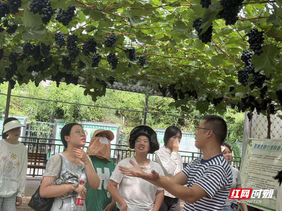 蒸湘区：“多YOUNG蒸湘”城市青年体验官助力乡村振兴