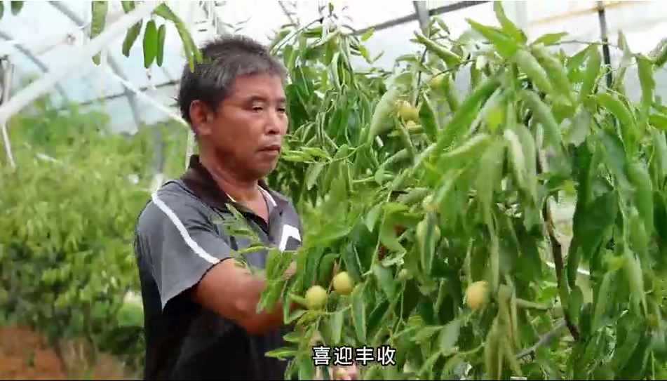 衡山县：“小水果”大产业