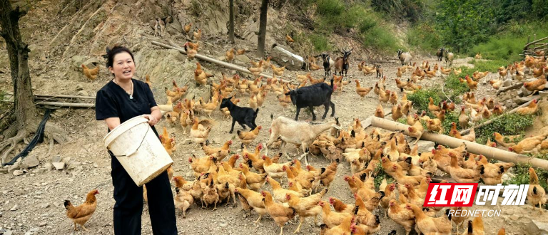 衡阳县廖双燕：深山养鸡十一年坚强母亲撑起一个家