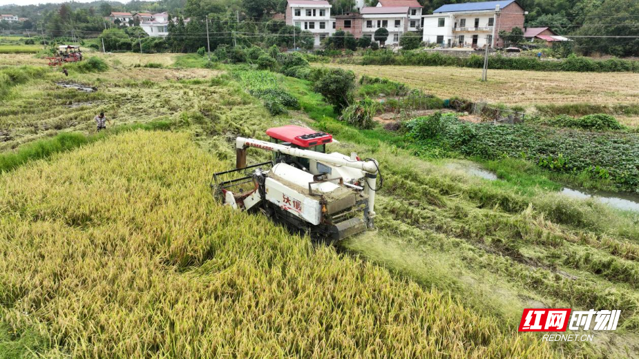 衡山县：大力推进秸秆低茬收割 粉碎还田