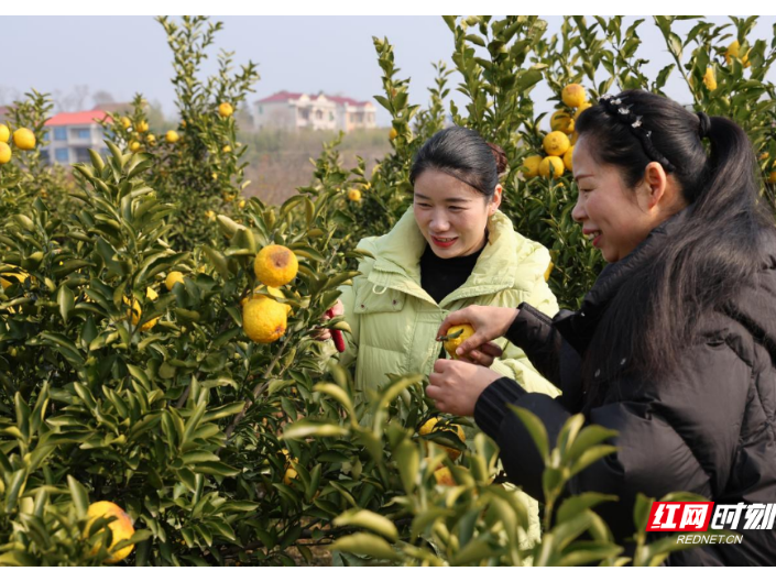 衡山:黄金贡柚开园采摘 乡村振兴“柚”添丰景