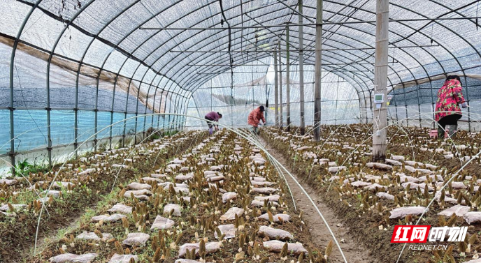 衡阳县：春采羊肚菌 菌香富乡村