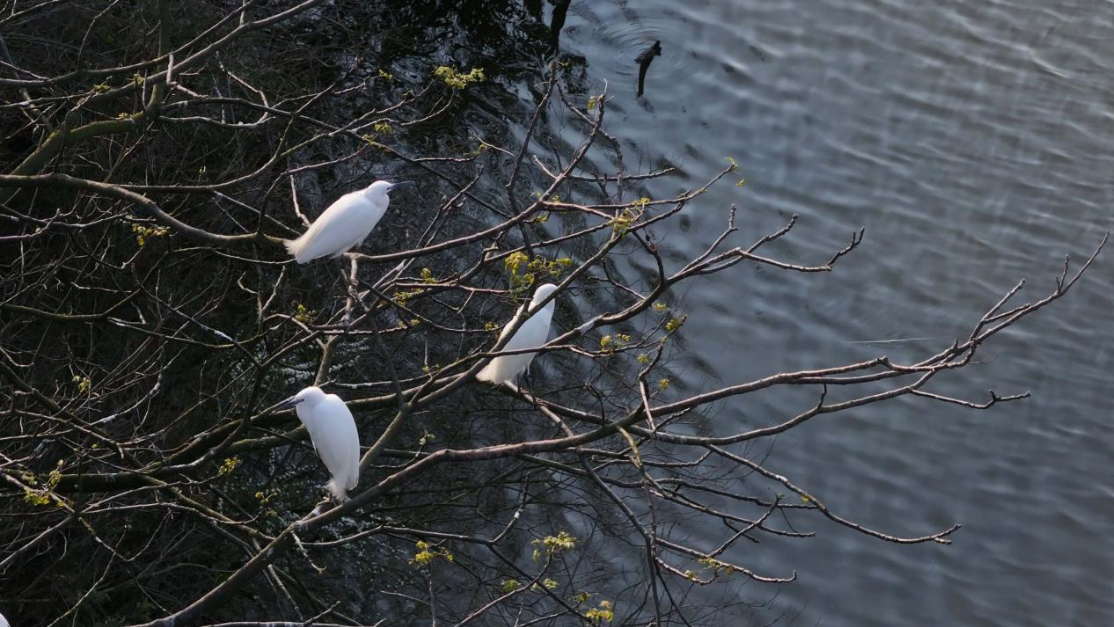黑白鹭鸟连续两年“同居” 衡山县湿地绘就生态和谐新画卷