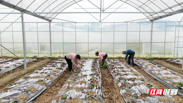 衡山：菜苗移栽正当时，农民致富干劲足