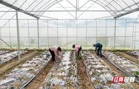 衡山：菜苗移栽正当时，农民致富干劲足