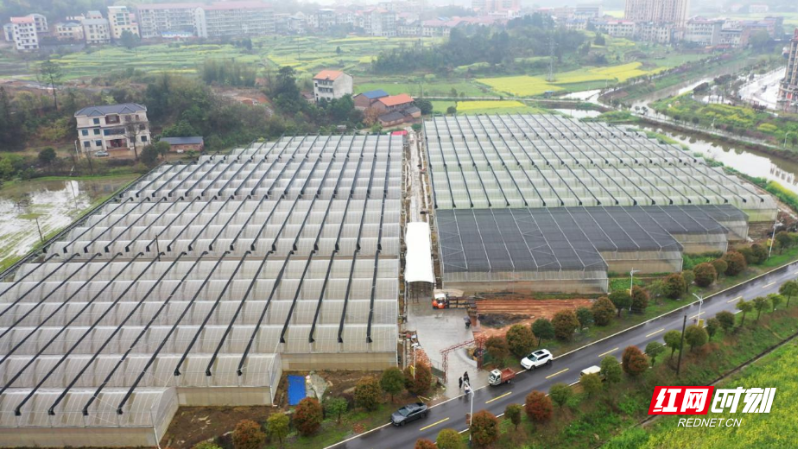 衡阳县：春芽已“破土” 育秧备耕忙