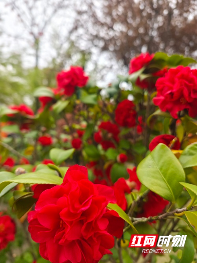 一城春色半城花 姹紫嫣红染东洲