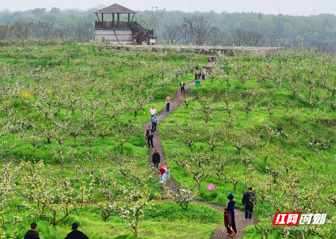 组图|衡阳市珠晖区:梨花带雨惹人爱 盈盈笑靥映霞晖