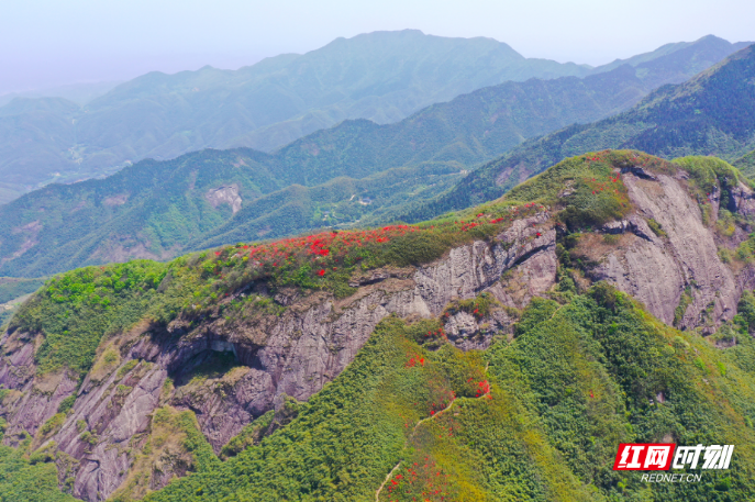 行走衡州⑨|衡山红杜鹃